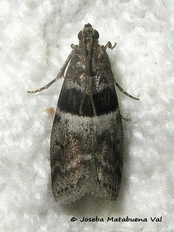 Elegia fallax - Pyralidae